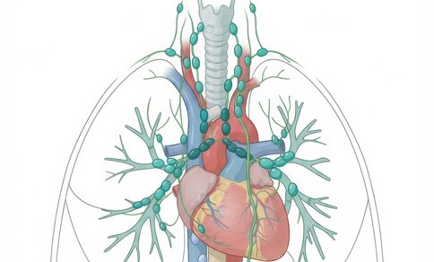 Anatomische Illustration des Mediastinums: Herz mit angrenzenden großen Gefäßen (Aorta und Lungenarterien in Rot, obere Hohlvene in Blau) sowie Luftröhre und Hauptbronchien im Hochformat. Das Lymphsystem ist als Netzwerk türkisfarbener Gefäße mit ovalen Lymphknoten dargestellt, das entlang der Luftröhre, der Bronchien und über der Herzoberfläche verläuft. Im Hintergrund sind die Umrisse beider Lungenflügel schematisch angedeutet.